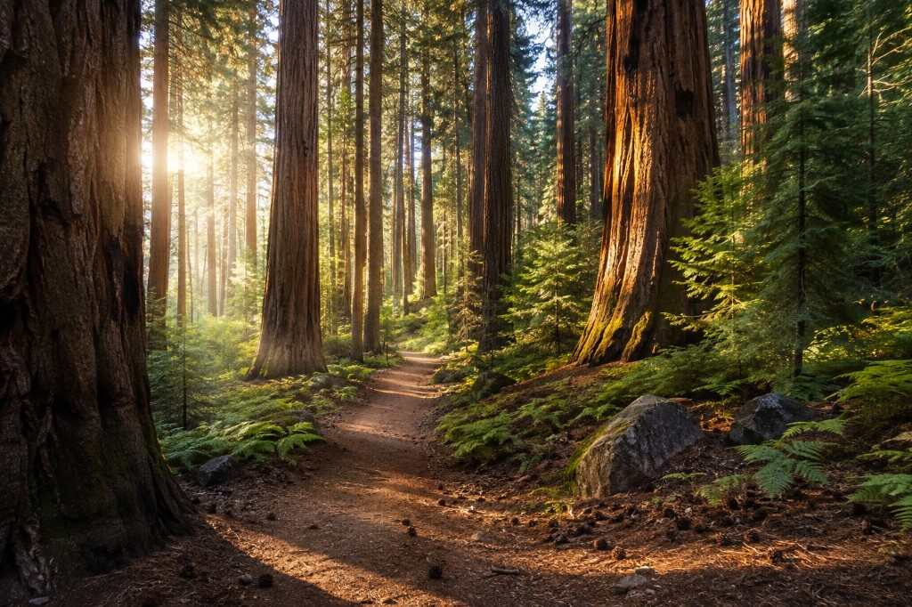 Sunlit dirt path through a giant sequoia forest at golden hour