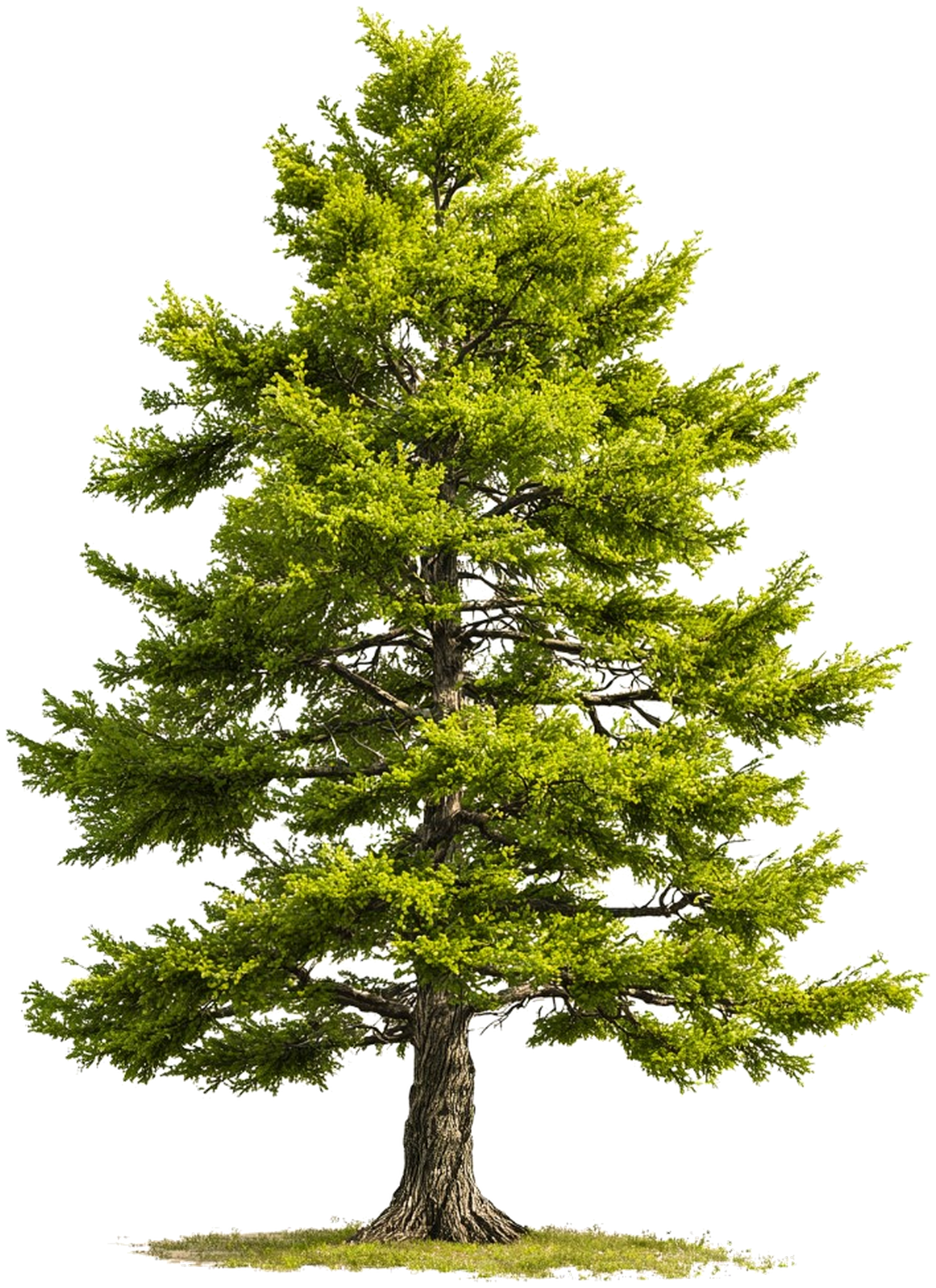 A tall pine tree representing rewards that grow with TaskPine activity